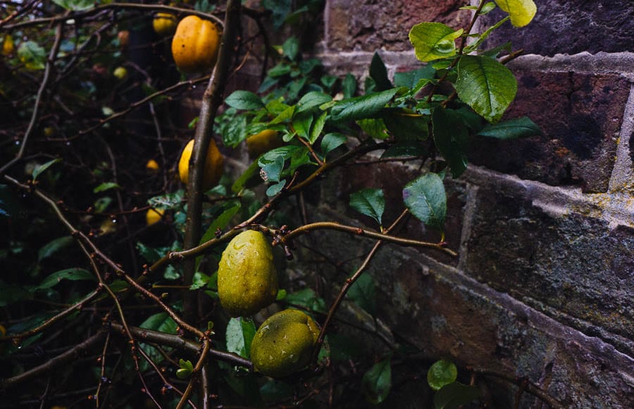 November Garden Fruit shrub