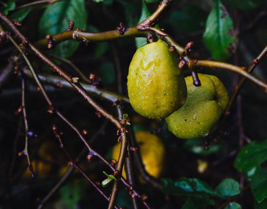 November Garden Fruit with raindrops