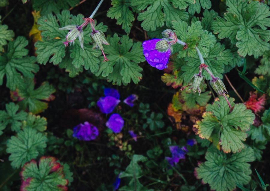 November Garden Geranium in rain