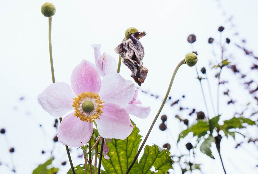 November Garden Japanese anemone