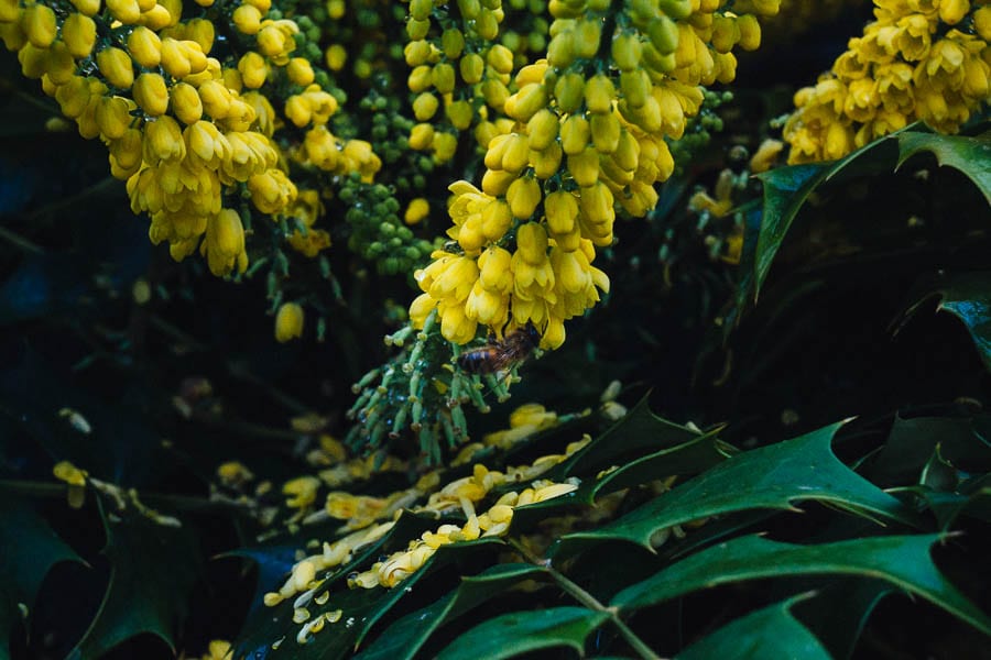 November Garden Mahonia x media flowers and bee