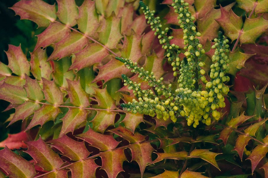 November Garden Mahonia x media flowers