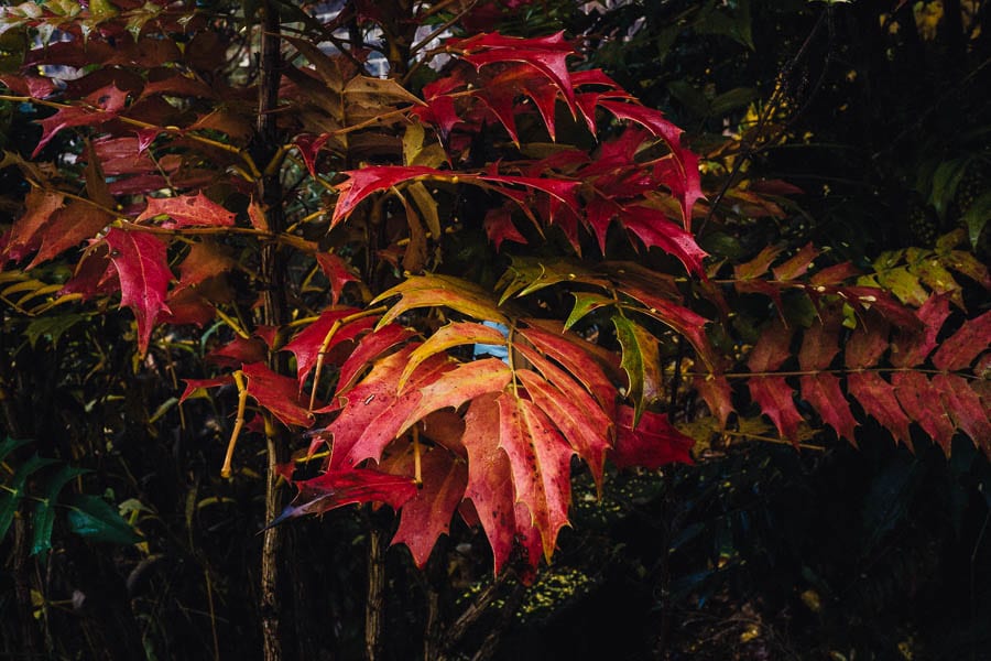 November Garden Mahonia x media red leaves