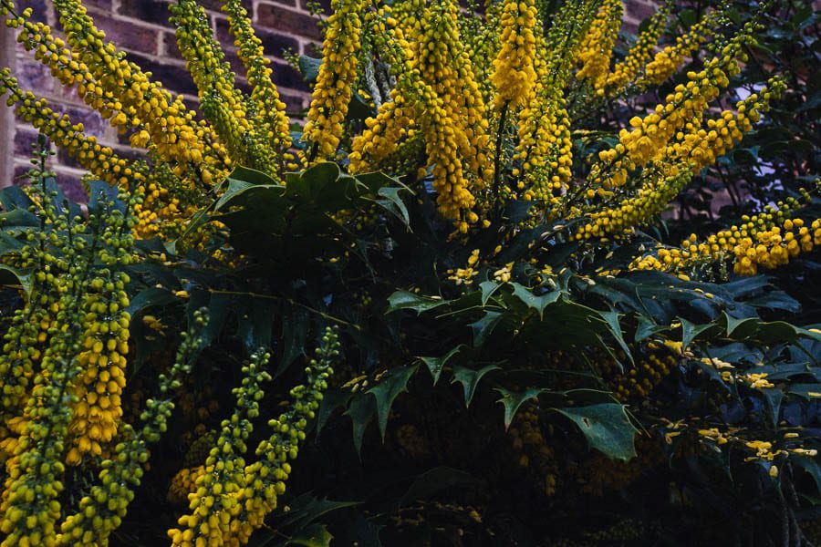 November Garden Mahonia x media yellow flowers