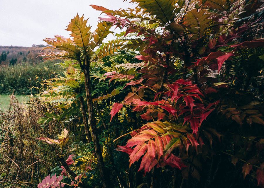 November Garden Mahonia x media