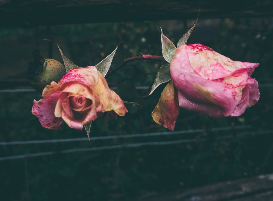 November Garden Pink roses