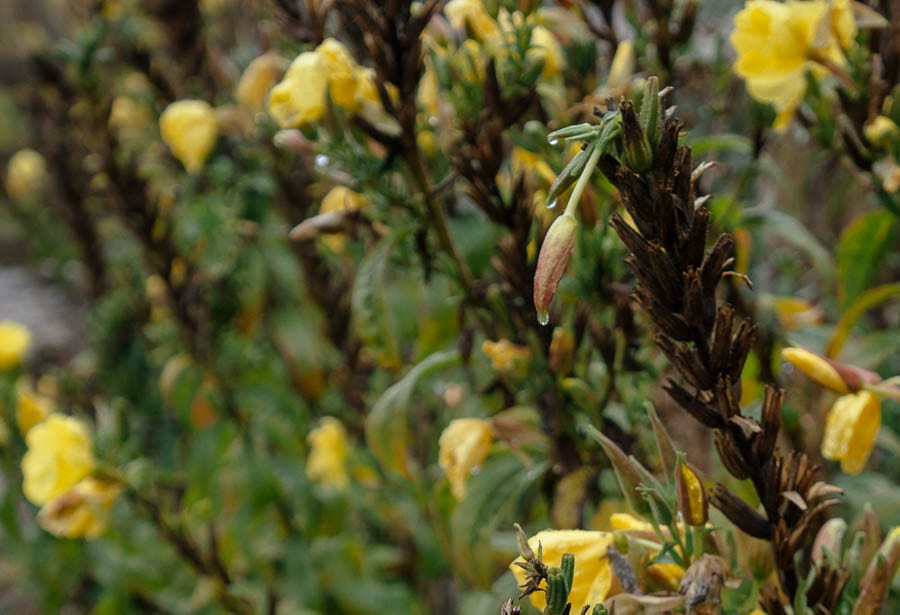 November Garden Raindrop falling from Evening Primrose