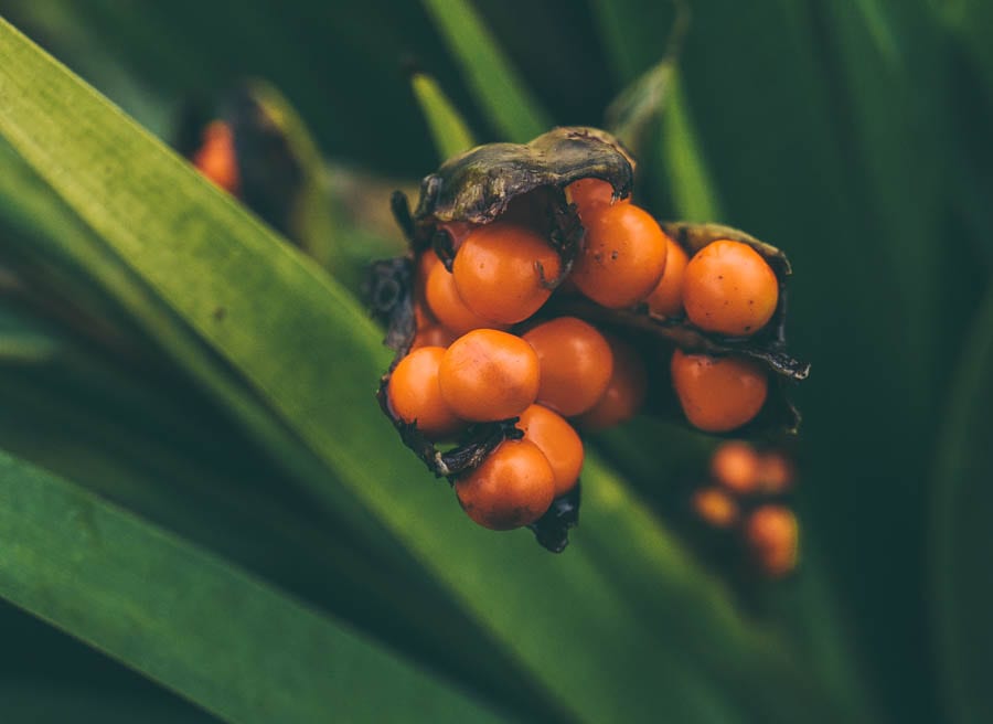 November Garden Stinking Iris seed pod