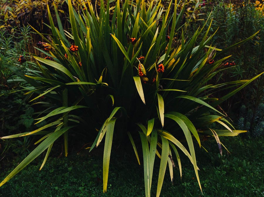 November Garden Stinking Iris