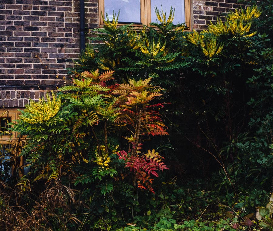 November Garden Winter Sun plants