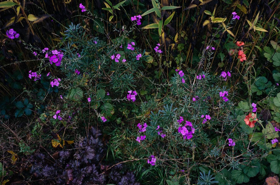 November Garden flower bed