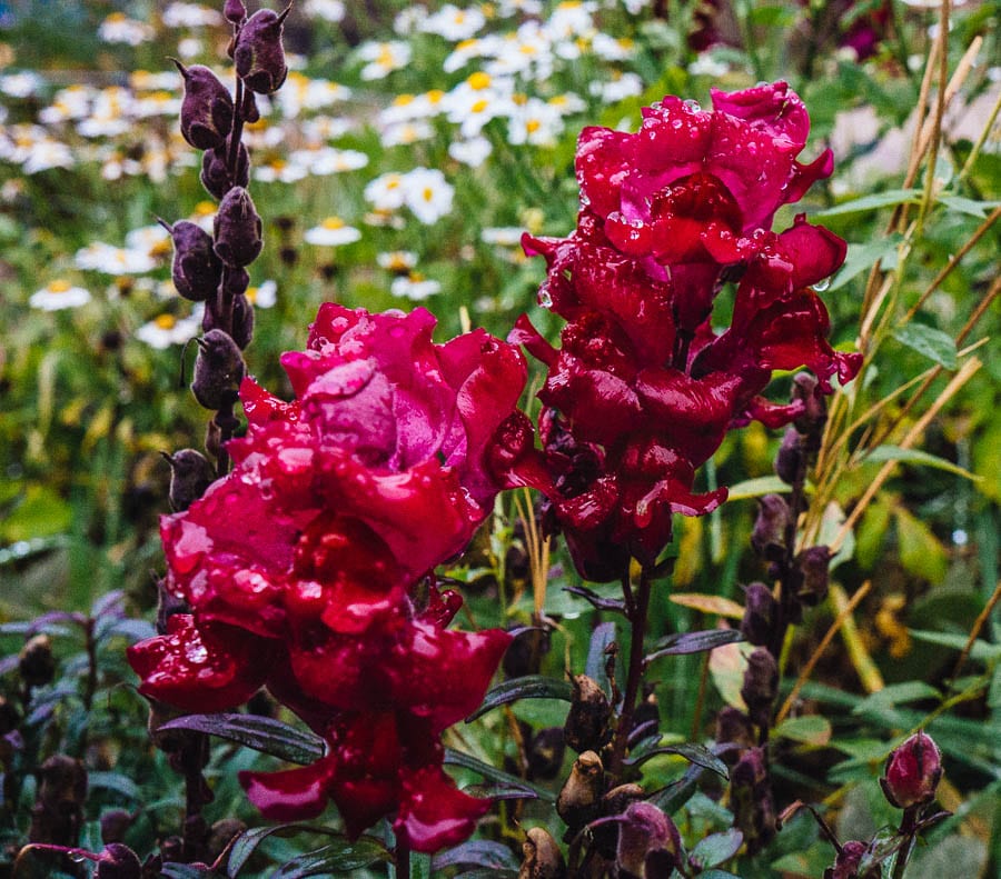 November Garden fuschia colour flowers