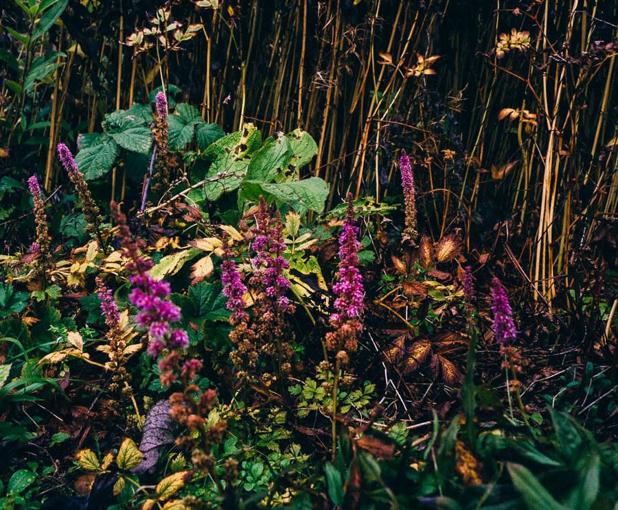 November Garden wild flowers