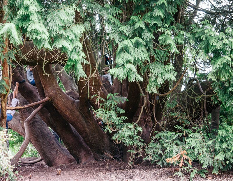 Let them climb trees Sheffield Park