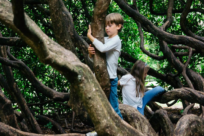 Let them climb trees kids climbing