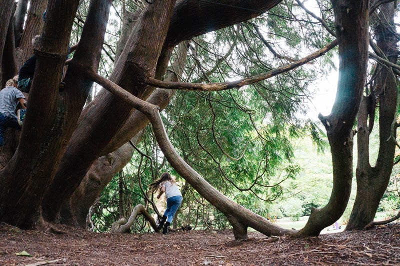 Let them climb trees Western Red Cedar