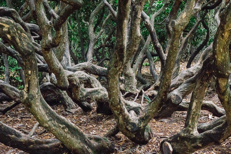 Let them climb trees low branches