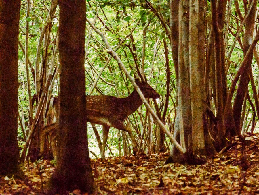 Silhouette deer in woods
