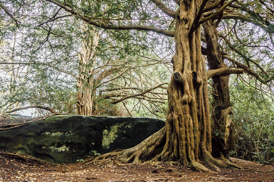 Trees and stones