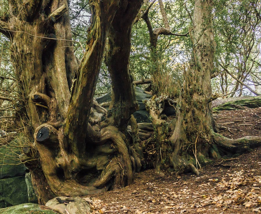 Let them climb trees Wakehurst Place