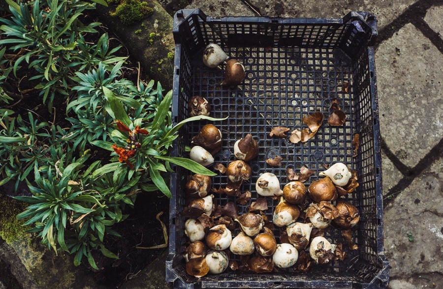 Wreath workshop Gravetye Manor box of bulbs