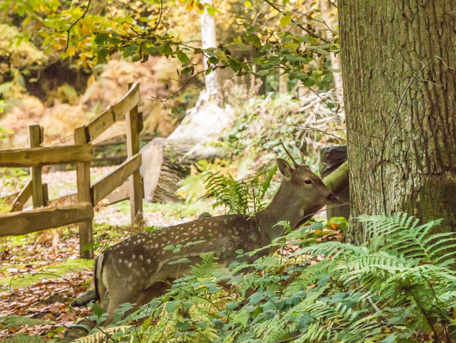 Young fallow buck on path