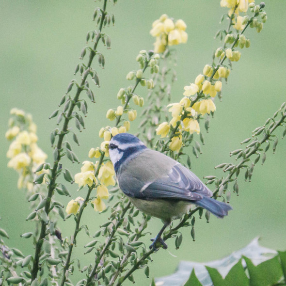 Blue tit eating nectar