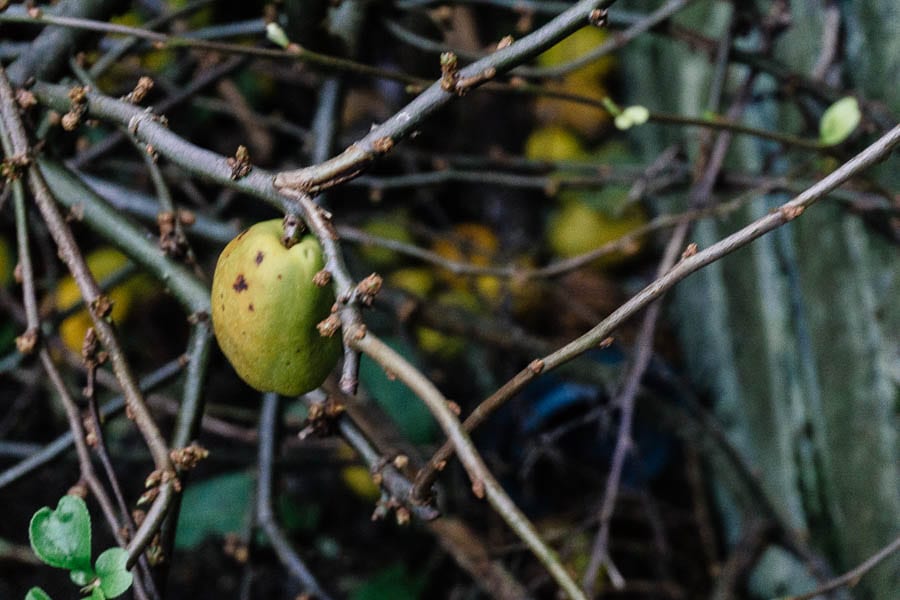 December garden Japanese quince