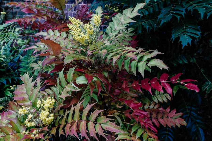 December garden Mahonia x media charity