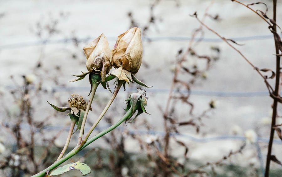 December garden dead rose buds