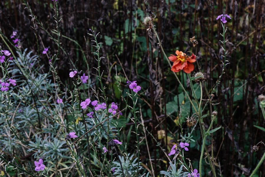 December garden colour