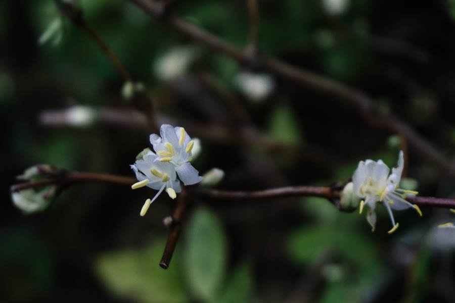 December garden honeysuckle shrub