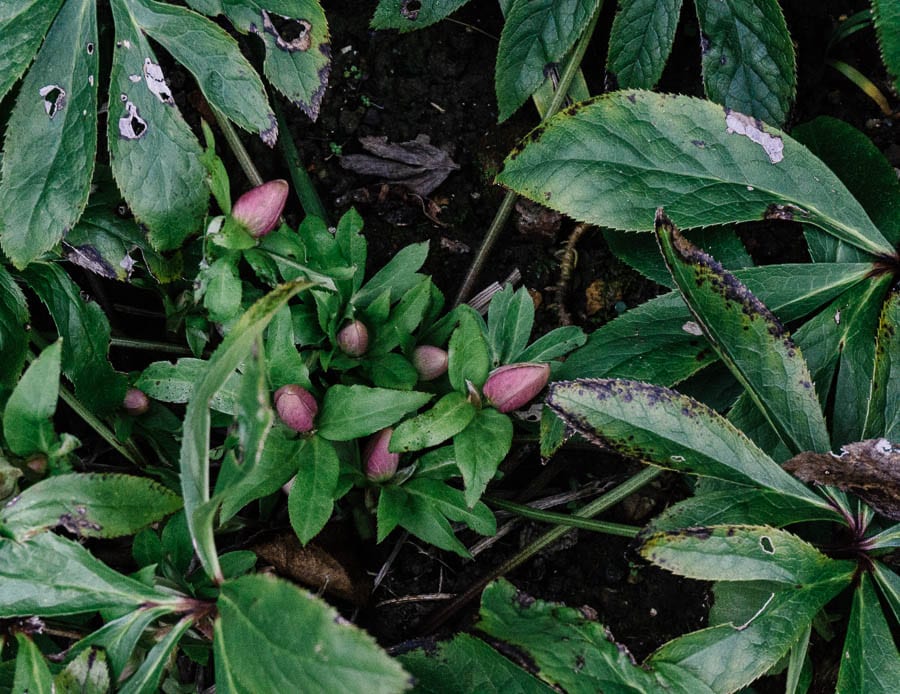 December garden pink flower buds