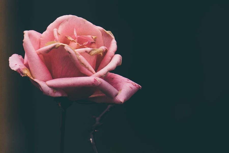 December garden pink rose flower