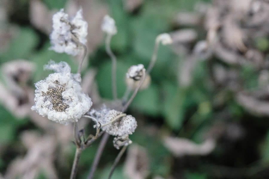 December garden seeding Japanese anemone