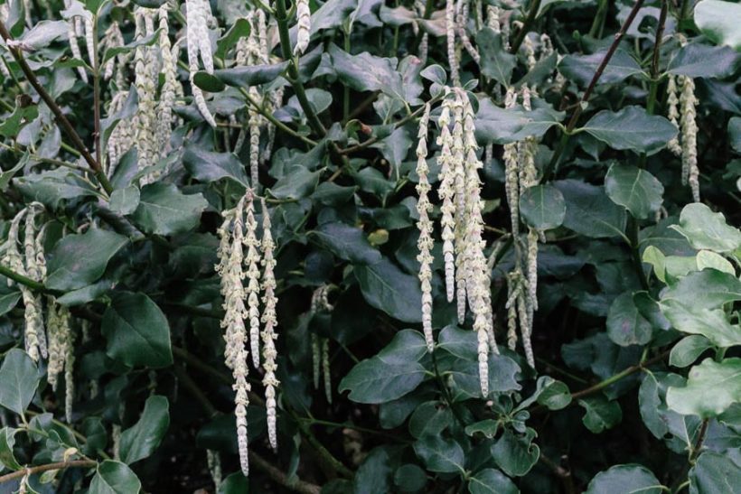 December garden Garrya elliptica
