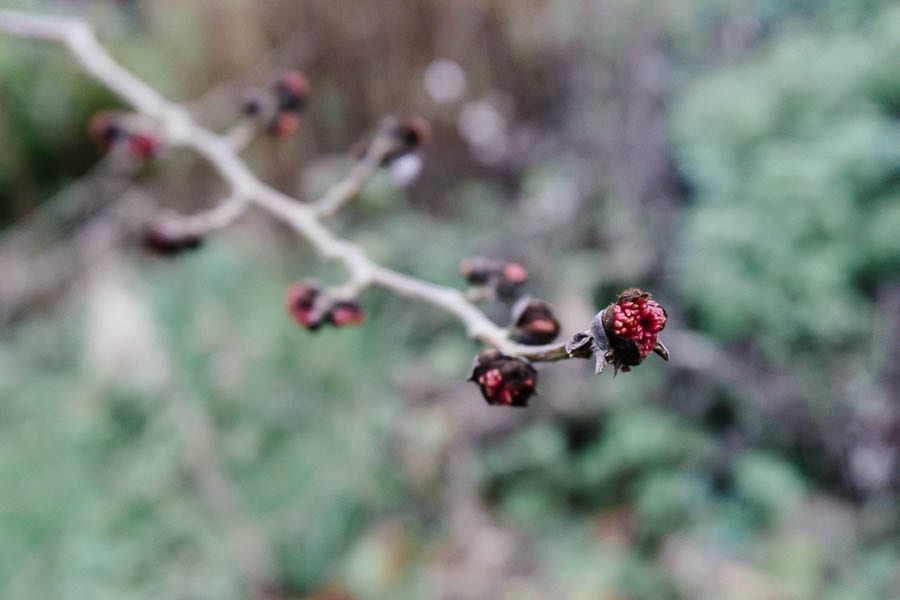 December garden tree buds