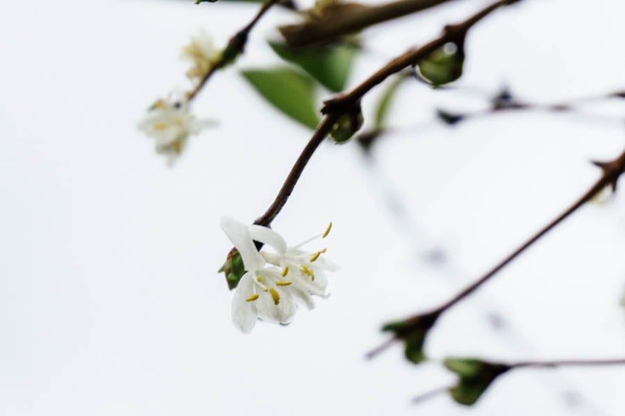 December garden winter jasmine honeysuckle