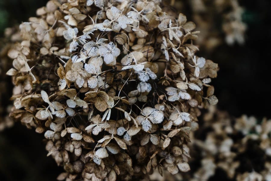 December garden decaying hydrangea