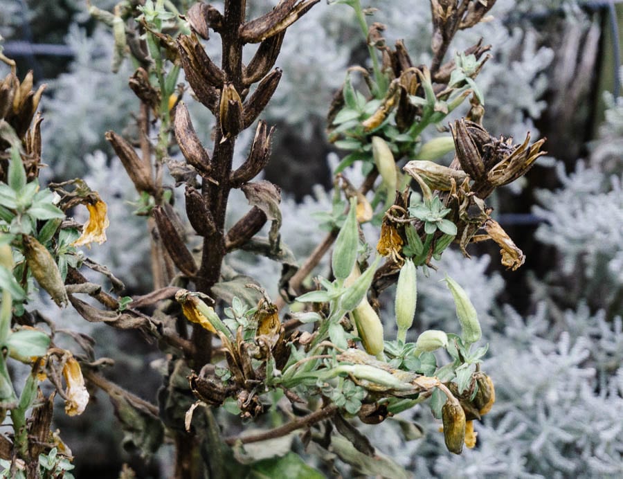 December garden evening primrose