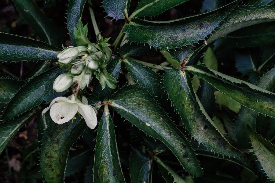 December garden Silver lace Helleborus