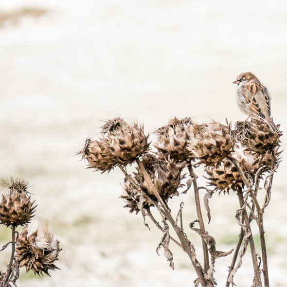 Sparrow on artichokes