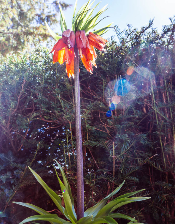 The Plant Hunters Fritillaria imperialis