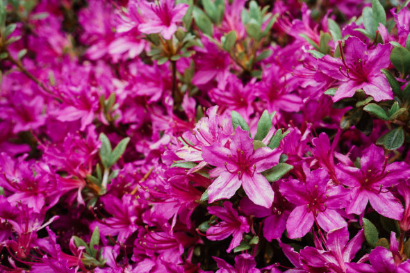 The Plant Hunters Rhododendron