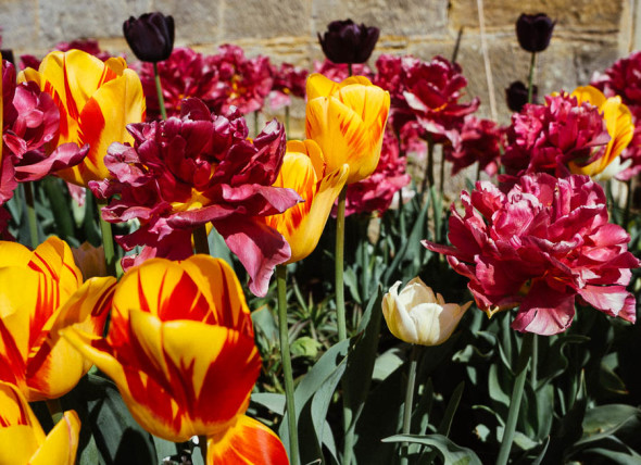 The Plant Hunters tulips