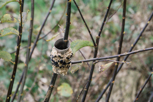 Toilet roll bird feeder made by kids 