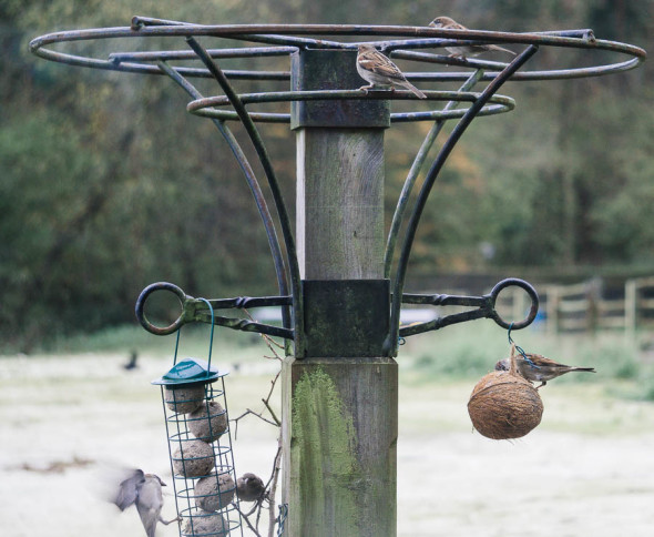 Winter Bird Feeding and sparrows