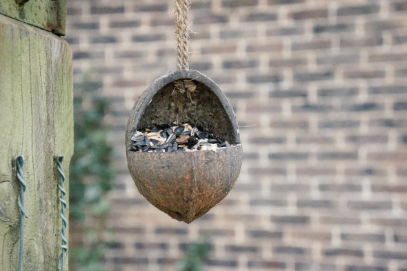 Winter Bird Feeding coconut feeder