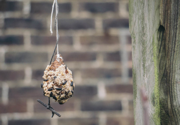 Winter Bird Feeding cone feeder in garden