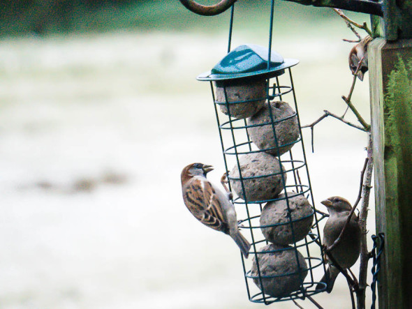 Winter Bird Feeding fat balls